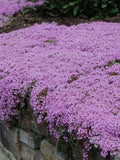 Creeping Thyme Seeds For Groundcover 0.2g Seeds seeds bulk
