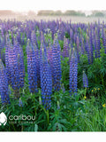 Perennial: ORGANIC Russell's Hybrids BLUE LUPIN - 30 Seeds - Attracts Hummingbirds, Fragrant flower seeds