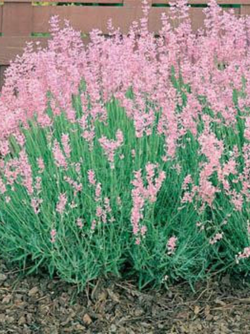 Pink Lavender seeds, Lavandula Augustifolia Rosea LA0220 seeds bulk