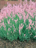Pink Lavender seeds, Lavandula Augustifolia Rosea LA0220 seeds bulk