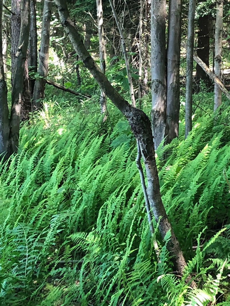 Marginal Woodfern 300 Fern Spores (Dryopteris marginalis) Seeds seeds bulk