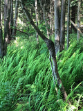 Marginal Woodfern 300 Fern Spores (Dryopteris marginalis) Seeds seeds bulk