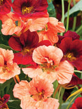 Nasturtium Terry MIx Flower Seeds flower seeds