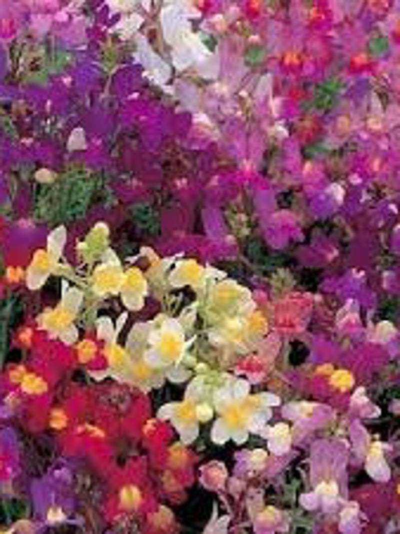 2000 Pcs  Linaria  Maroccana  Toadflax mix Flower Seeds-/  (FL425) seeds bulk