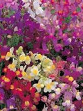 2000 Pcs  Linaria  Maroccana  Toadflax mix Flower Seeds-/  (FL425) seeds bulk