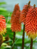 Vibrant Torch Lily Flower 25 Seeds flower spore