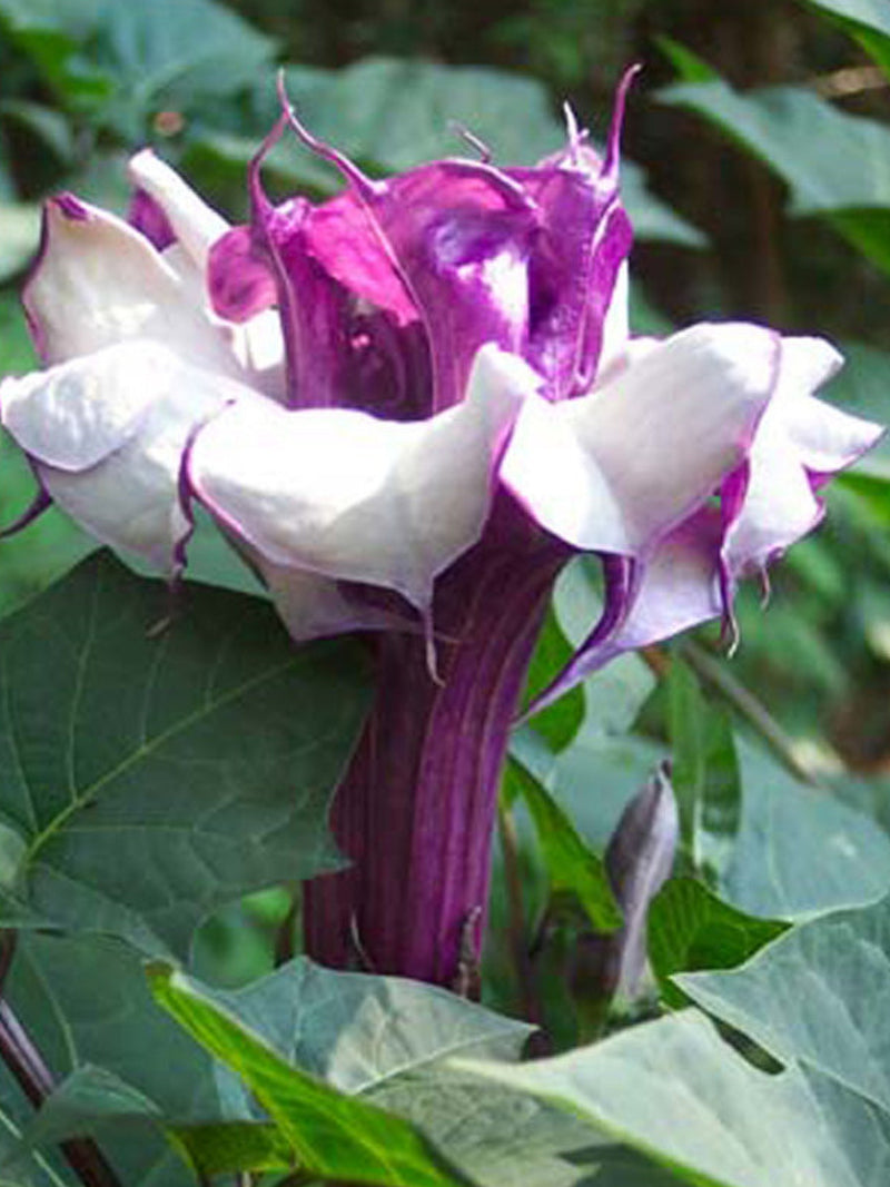 Double Purple Devil's Trumpet / Angel's Trumpet, Datura Metel, Fragrant Bush. Sun lover, Drought Tolerant. (24+ Seeds) From USA FLOWER DELIVERY
