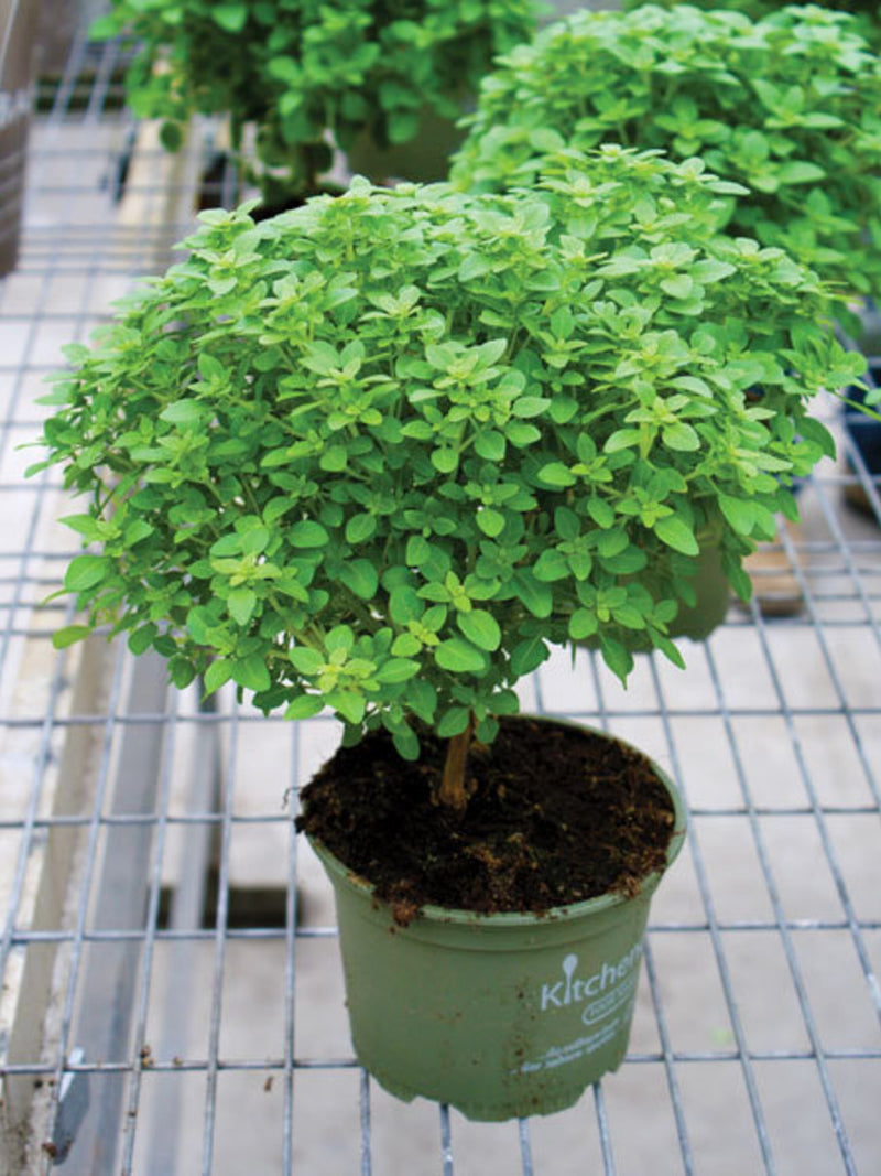 Bulk Italian Oregano Seeds, Origanum Vulgare OR012C seeds bulk