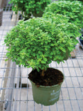 Bulk Italian Oregano Seeds, Origanum Vulgare OR012C seeds bulk