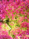Bulk Pink Lettuce Seeds, Certified Organic Lollo Rosso Pink Passion, Lolla Lactuca Sativa LC023C seeds bulk