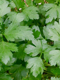 Italian Flat Leaf Parsley Seeds - Petroselinum Crispum - Delicious, Versatile, and Hardy flower spore