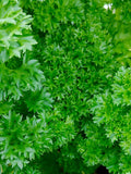 Curly Leaf Parsley Seeds - Petroselinum Crispum - Delicious & Versatile flower spore