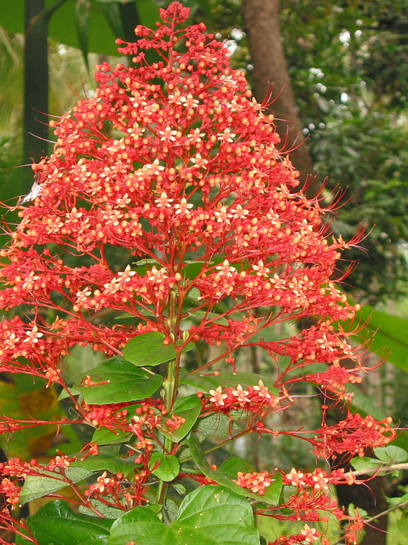 Exotic Chandalier Flower 15 Seeds flower spore