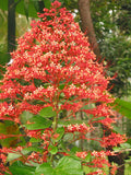 Exotic Chandalier Flower 15 Seeds flower spore