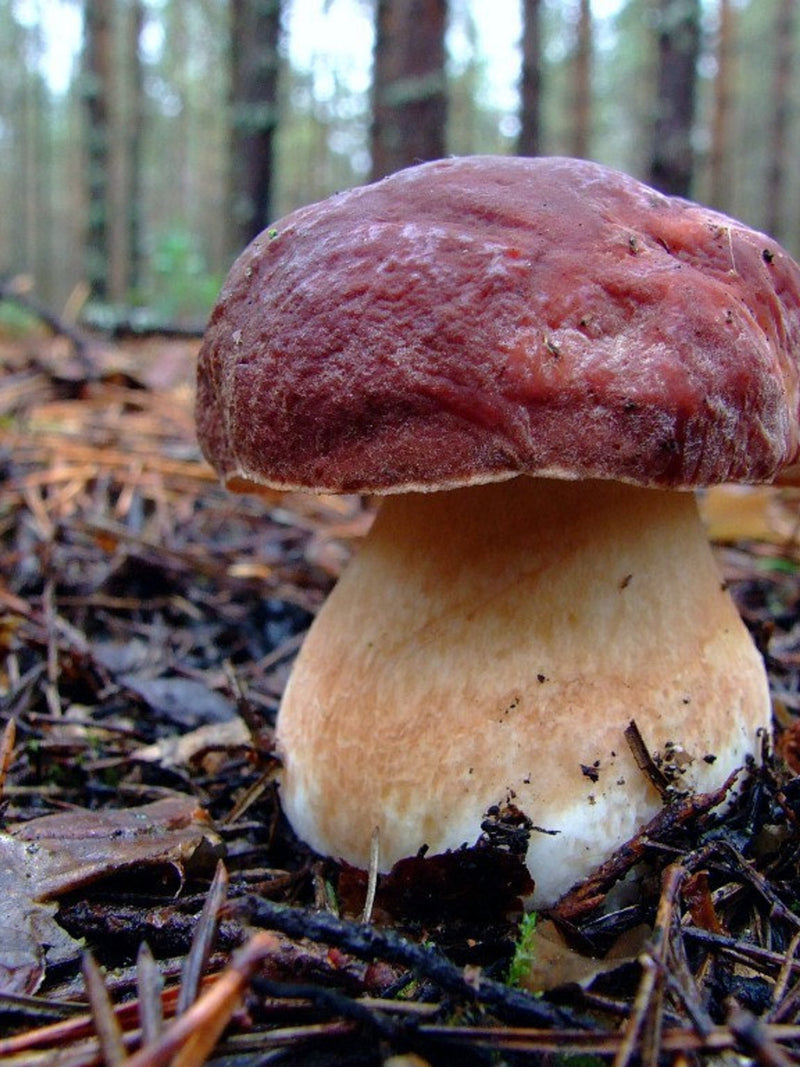 Boletus pinophilus (white) Mushroom / Mycelium Spores Spawn Dried Seeds flower spore