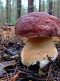 Boletus pinophilus (white) Mushroom / Mycelium Spores Spawn Dried Seeds flower spore