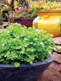 Bulk Organic Slow Bolt Cilantro Seeds, Coriandrum Sativum, Coriander, Mexican Culinary Herb CR011C seeds bulk