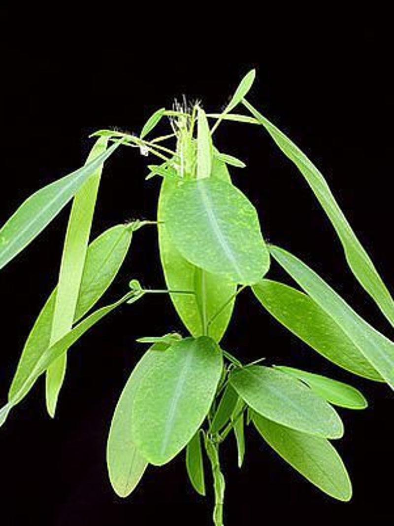 Dancing Plant 10 Seeds seeds bulk