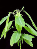 Dancing Plant 10 Seeds seeds bulk