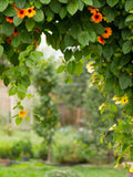 Black Eyed Susan Vine Mixed Color Seeds, Thunbergia Alata TH0220 flower seeds