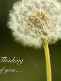Thinking of you flower card - flower photo - thinking of you card - sympathy card UK - dandelion clock - condolence card - get well soon sympathy flower
