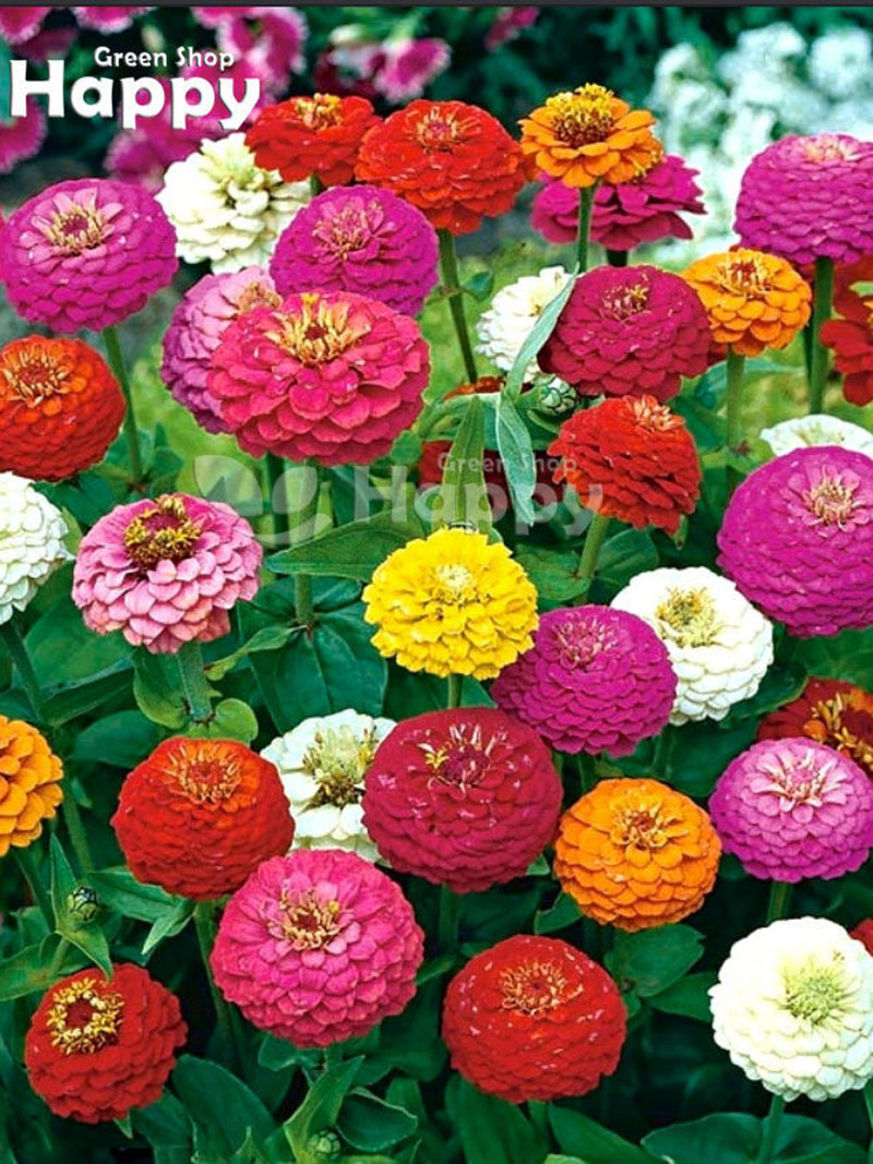 ZINNIA LILLIPUT 'Button Box' Mixed - 300 seeds - Zinnia elegans dwarf - Annual Flower FLOWER DELIVERY