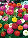 ZINNIA LILLIPUT 'Button Box' Mixed - 300 seeds - Zinnia elegans dwarf - Annual Flower FLOWER DELIVERY