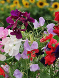 Sweet Pea Flower Mix 25 Seeds flower spore