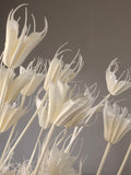 Star anise bleached dried flower, wedding decoration, home decoration, dried flower, flower arrangement, wedding flower FLOWER DELIVERY