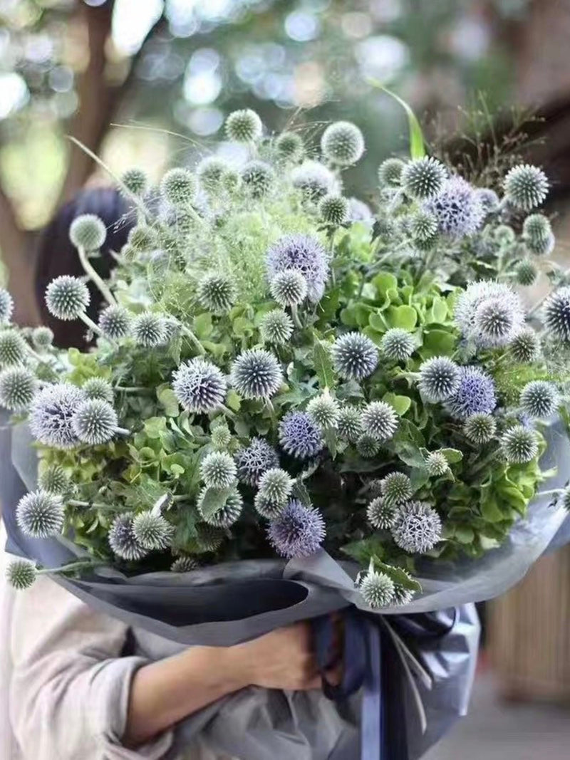 20 seeds Globe Thistle - Echinops Ritro - Blue (perennial) flower spore
