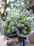 20 seeds Globe Thistle - Echinops Ritro - Blue (perennial) flower spore