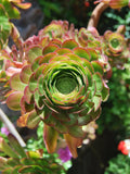 Aeonium Seed Mix, 25 Seeds, Aeonium Collection, Succulent Seeds seeds bulk