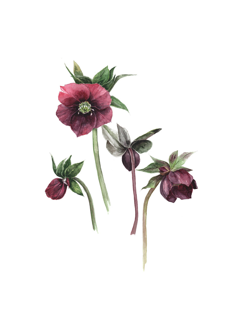 Hellebore botanical art print flower spore