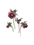 Hellebore botanical art print flower spore