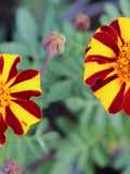 Striped Marvel Marigold Flower Seeds flower spore