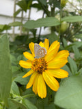 Yellow Flower Seeds "Zinnia profusion" for the garden. 50 Seeds. Annual flower flower spore