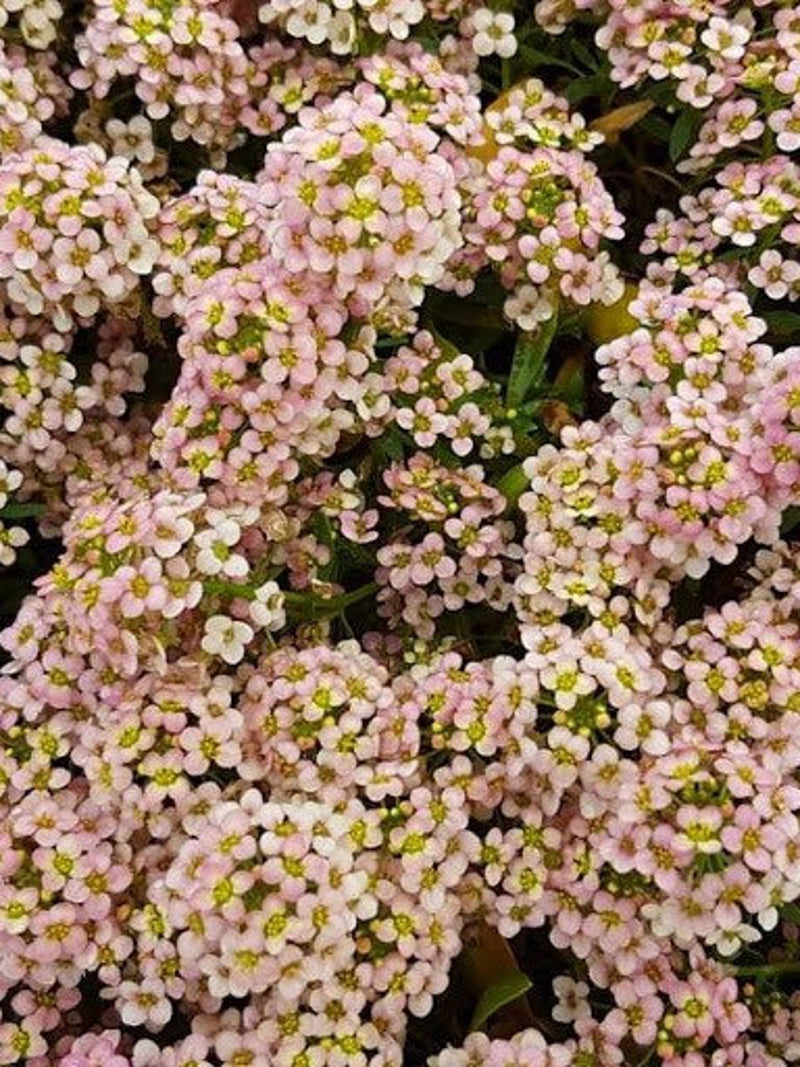 50+ seeds lovely Unique Peach Alyssum Seeds flower seeds