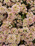 50+ seeds lovely Unique Peach Alyssum Seeds flower seeds