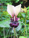 50 Tacca Integrifolia Seeds, Purple Bat Flower, Cats Whiskers flower spore