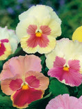 20 seeds Pansy ÒTutti FruttiÓ Gaint Pansy mix - Viola Hybrida seeds bulk