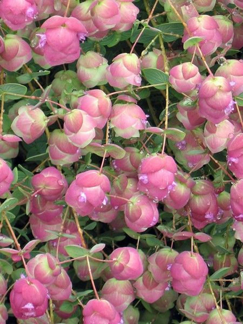 Kirigami Pink Ornamental Oregano Seeds, Origanum Rotundifolia OR0210 flower seeds