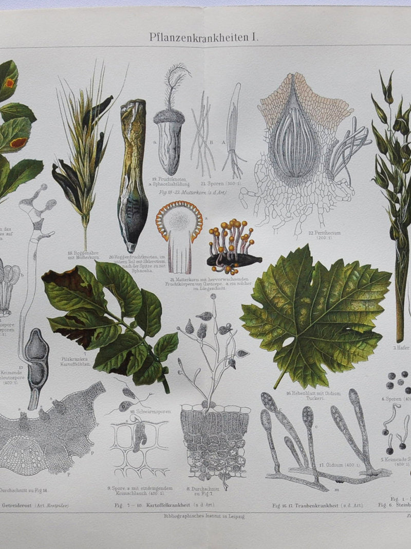 Plant Diseases I - Original Antique Botanical Print - 1906 (aecidium, spores, crop, leaf, teliospore, urediniospore uncinula necator fungus) flower spore
