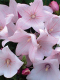 50+ Astra Pink Balloon Flower Seeds Ð Dwarf Summer Blooms seeds bulk