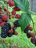 Thornless Blackberry - Rubus rusticanus - 25 seeds G 060 flower seeds