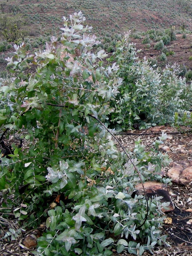 Eucalyptus Globulus Seed Pack seeds bulk