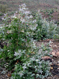 Eucalyptus Globulus Seed Pack seeds bulk