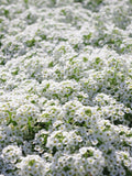 Ground Cover Carpet of Snow 300+ Seeds seeds bulk