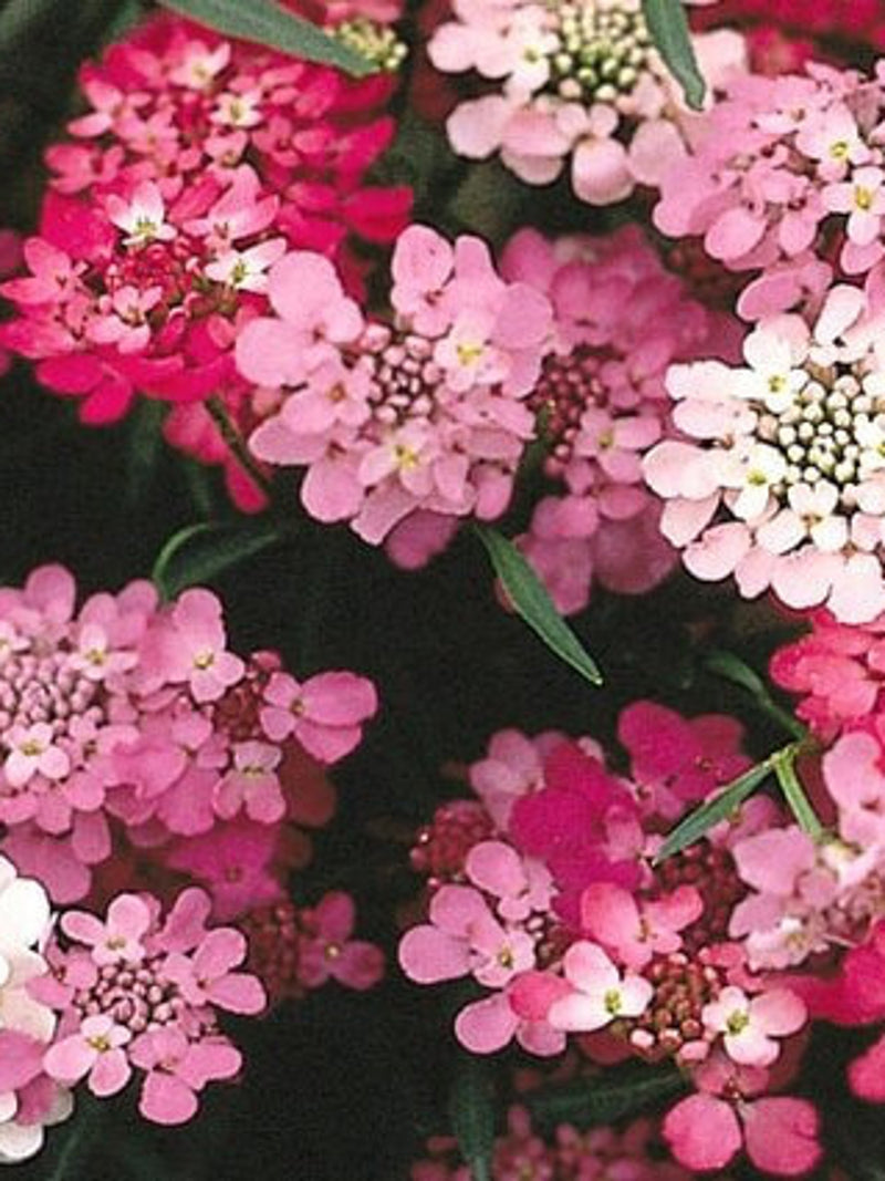 200 seeds Candytuft fairy mix / Annual / flower seeds seeds bulk