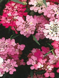 200 seeds Candytuft fairy mix / Annual / flower seeds seeds bulk