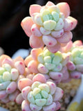 Tiscalatengo Gorge Sedum, 10 Seeds, Succulent Seeds seeds bulk